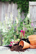 Load image into Gallery viewer, Gardening for Newbies - Growing Bulbs Indoors