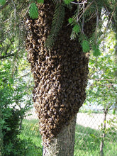 Load image into Gallery viewer, The Ancient Tradition of Beekeeping