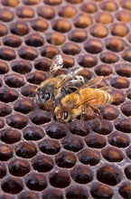 Load image into Gallery viewer, The Ancient Tradition of Beekeeping