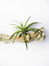 Load image into Gallery viewer, Introduction to Hydroponics - Growing Your Plants Without Any Soil