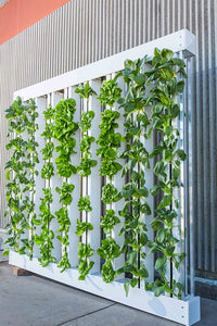 Introduction to Hydroponics - Growing Your Plants Without Any Soil