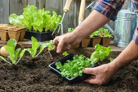 Tips for Backyard Gardening Making the Best Use of Limited Land
