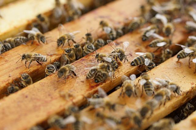 The Ancient Tradition of Beekeeping Bees in Your Backyard