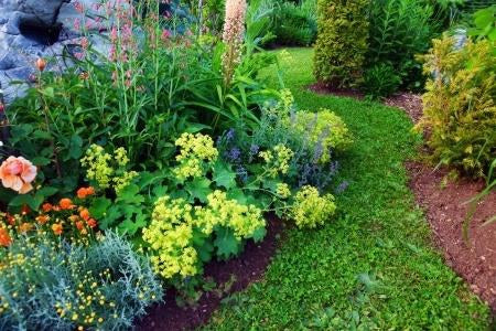 A Beginner’s Guide to Annuals and Biennials - Essential guide for A Beautiful Garden