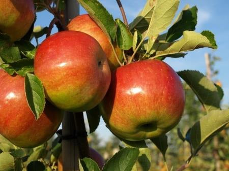A Beginner’s Guide to Apples Planting – Growing – Harvesting – Preserving - Preparing