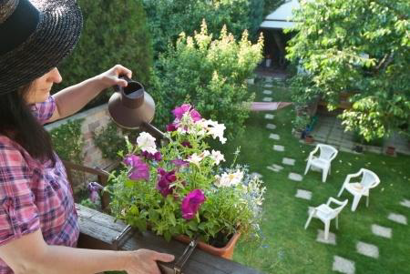 Ornamenting Your House Choosing the Best Plants for Your Balcony and Terrace