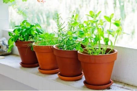 A Beginners Guide to Herb Gardens Herb Gardening in your Home