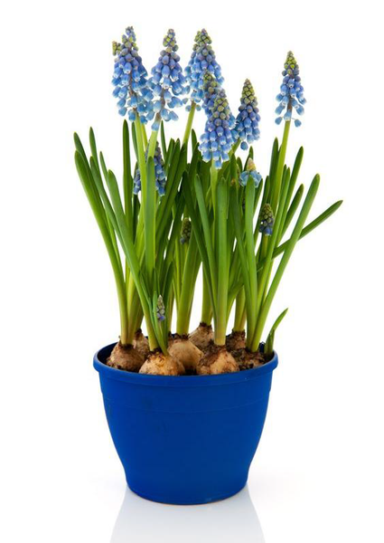 Gardening for Newbies Growing Bulbs Indoors