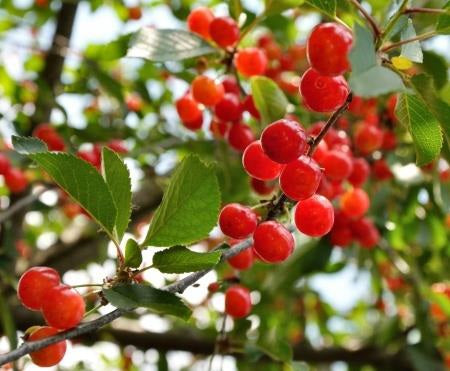 Introduction to Cherries Growing Cherries