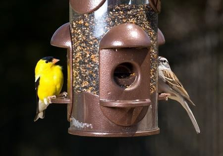Feeding Houses and Birdbaths in Your Garden Making Your Feathered Friends Welcome in Your Garden