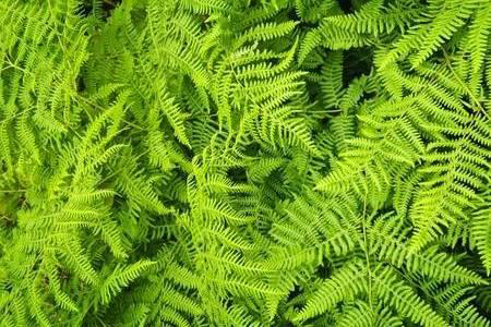 The Fernery Choosing the Best Ferns for your Garden