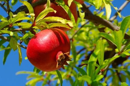 A Beginner’s Guide to Growing Fruit Trees