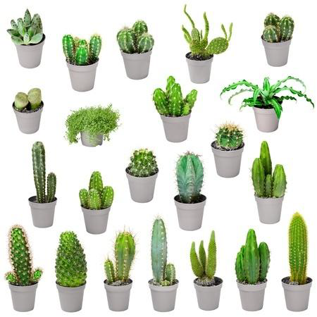 A Beginner’s Guide to Cacti How to Make a Cactus Garden