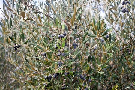 Introduction to Olives Growing Olives in your Garden