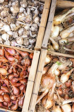 Introduction to the Onion Family Growing Onions, Shallots, Garlic, Chives, and Leeks Easily in Your Garden