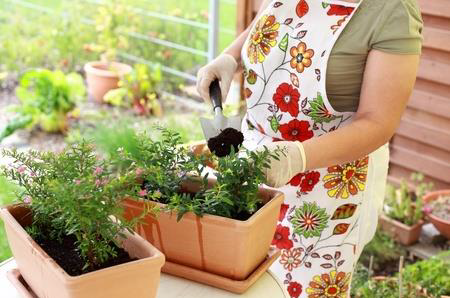 Potted Plant Culture Essential Guide for Potting Plants Successfully
