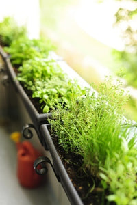 A Beginner’s Guide to Herb Gardening