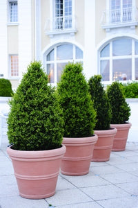 Introduction to Evergreen Trees and Shrubs