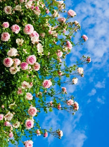 Introduction to Growing Roses