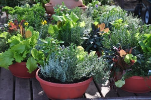 Sustainable Gardening in Limited Space