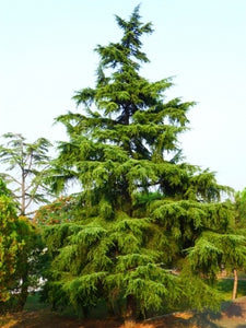 Introduction to Conifers