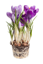 Load image into Gallery viewer, Gardening for Newbies - Growing Bulbs Indoors