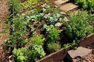 A Beginner's Guide to Herb Gardens - Herb Gardening in Your Home.