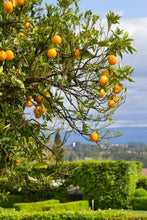 Load image into Gallery viewer, Introduction to Oranges - Growing Oranges for Pleasure and Profit