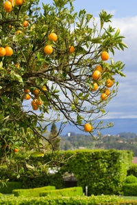 Introduction to Oranges - Growing Oranges for Pleasure and Profit