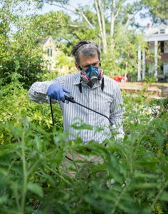 A Beginner’s Guide to Garden Pests and Diseases