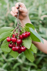 Introduction to Cherries