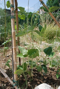 Peas and Beans in Your Garden