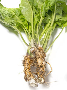 Growing Essential Herbs Organically