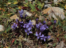 Load image into Gallery viewer, Introduction to Alpine Gardens
