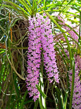 Load image into Gallery viewer, Essential Guide to Orchids