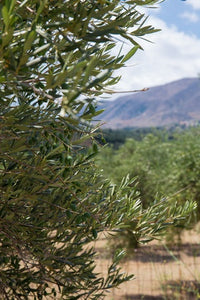 Introduction to Olives
