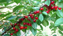 Load image into Gallery viewer, Introduction to Cherries