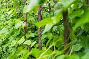 Peas and Beans in Your Garden