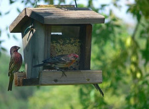 Feeding Houses and Birdbaths in Your Garden