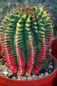 A Beginner’s Guide to Cacti