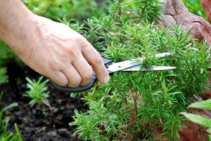 20 Most Beneficial Herb Plants For Your Garden