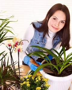 A Beginner's Guide to Houseplants