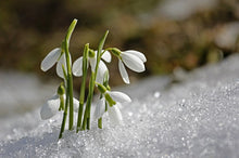 Load image into Gallery viewer, Your Handy Garden Calendar