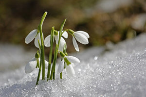 Your Handy Garden Calendar